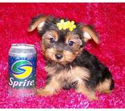 Female Teacup Yorkie Puppy Available For Christmas 